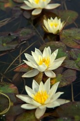 Lekno lt / Nymphaea Marliacea Chromatella