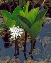Menyanthes trifoliata / Vachta trojlistá