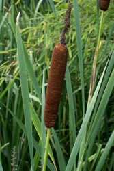 Typha latifolia / Plka irokolist