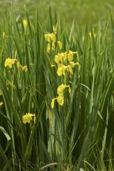 Iris pseudacorus / Kosatec žltý