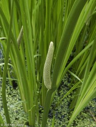 Acorus calamus / Pukvorec obyajn