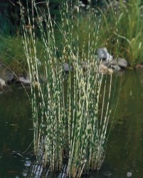 Scirpus zebrinus tabernaemontani / kripina priene pruhovan