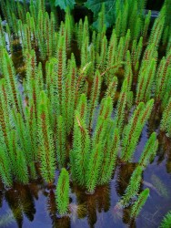 Hippuris vulgaris / Truskavec obyajn