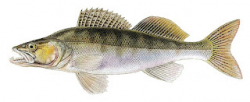 Zub vekosty