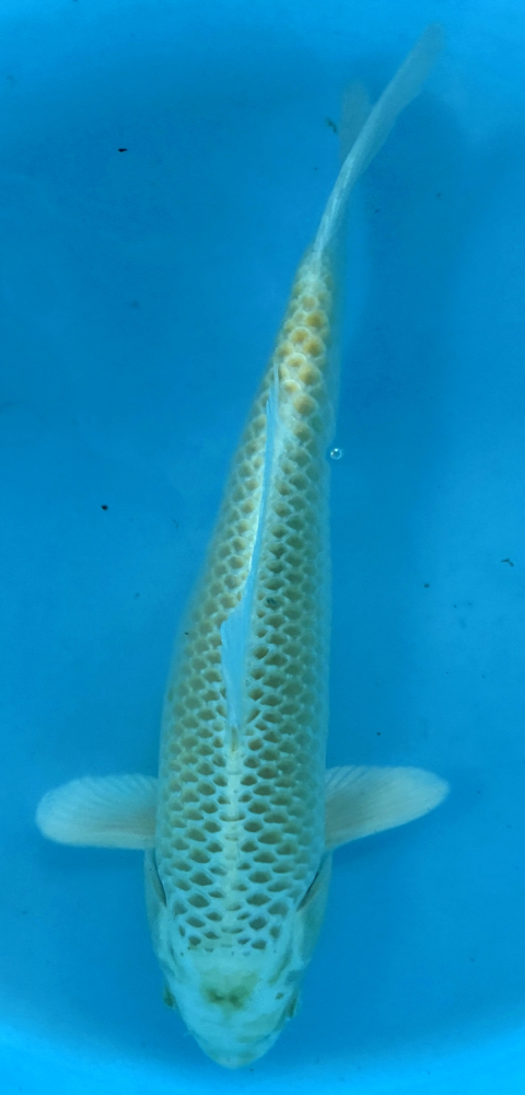 Japonský koi Yamabuki Ogon VS2_28